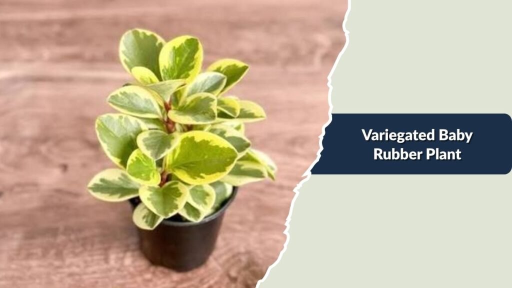 Variegated Baby Rubber Plant (Peperomia obtusifolia 'Variegata')