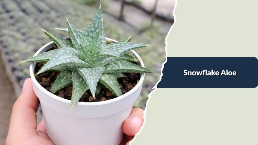 Snowflake Aloe