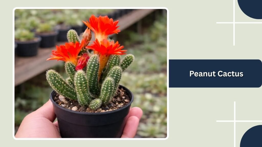 Peanut Cactus