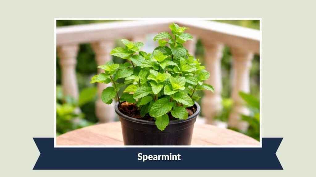  Spearmint