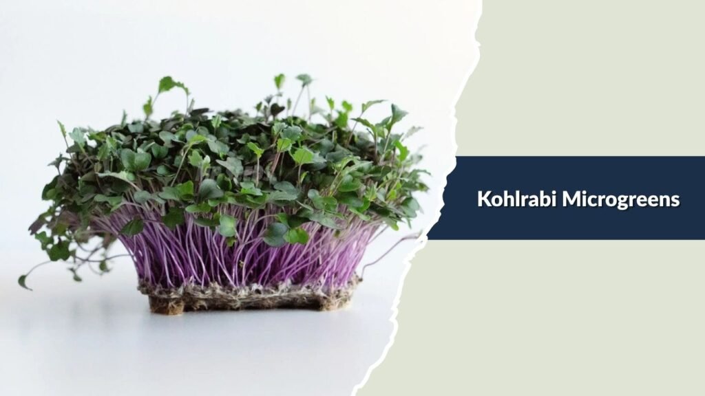 Kohlrabi Microgreens