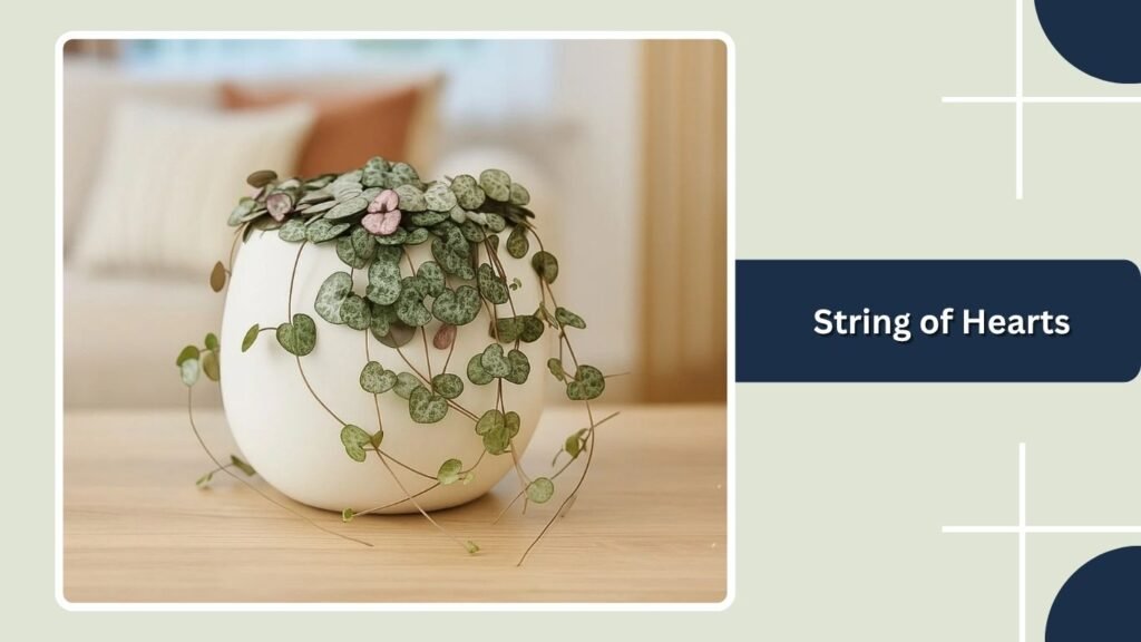 String of Hearts