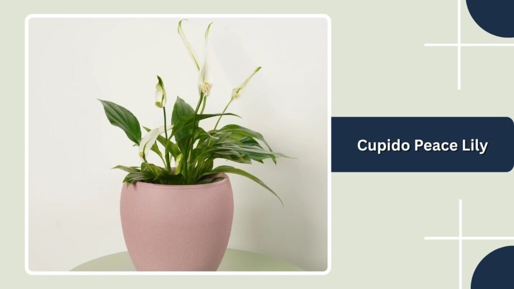 Cupido Peace Lily (Spathiphyllum 'Cupido')