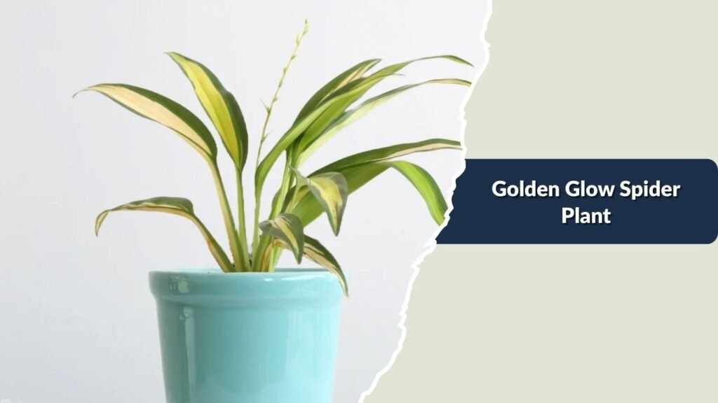 Golden Glow Spider Plant (Chlorophytum comosum 'Hawaiian')