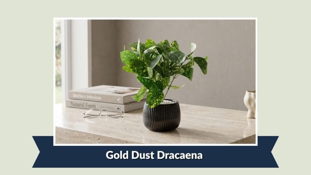 Gold Dust Dracaena (Dracaena surculosa)