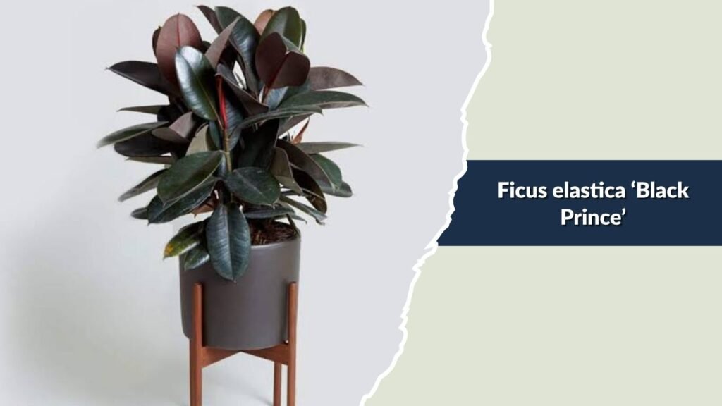 Ficus elastica ‘Black Prince’ (Black Prince Rubber Plant)