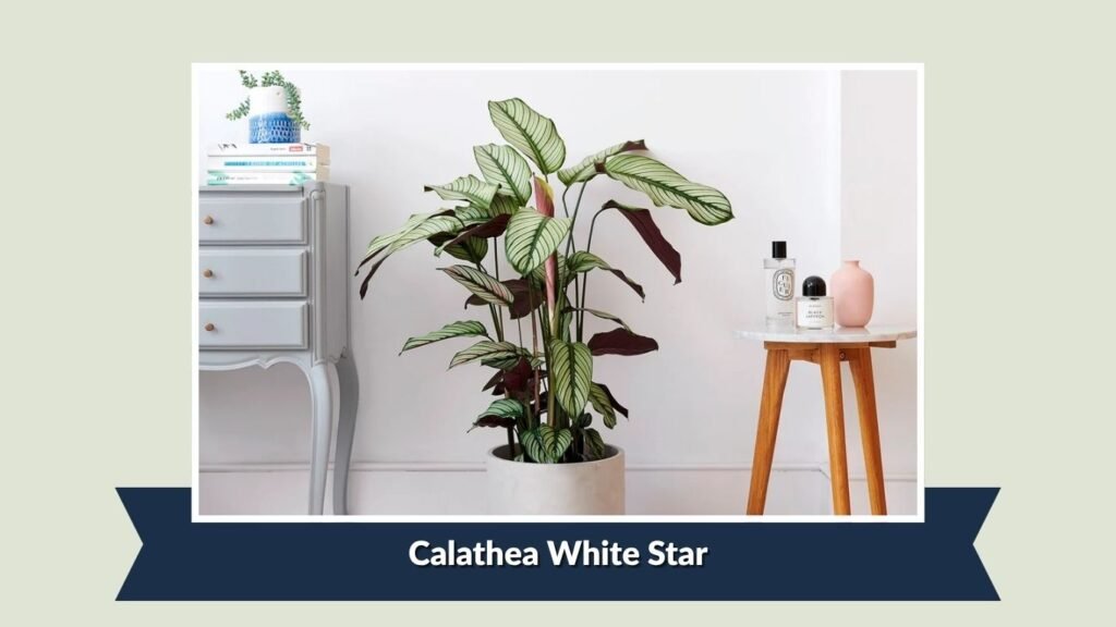 Calathea White Star