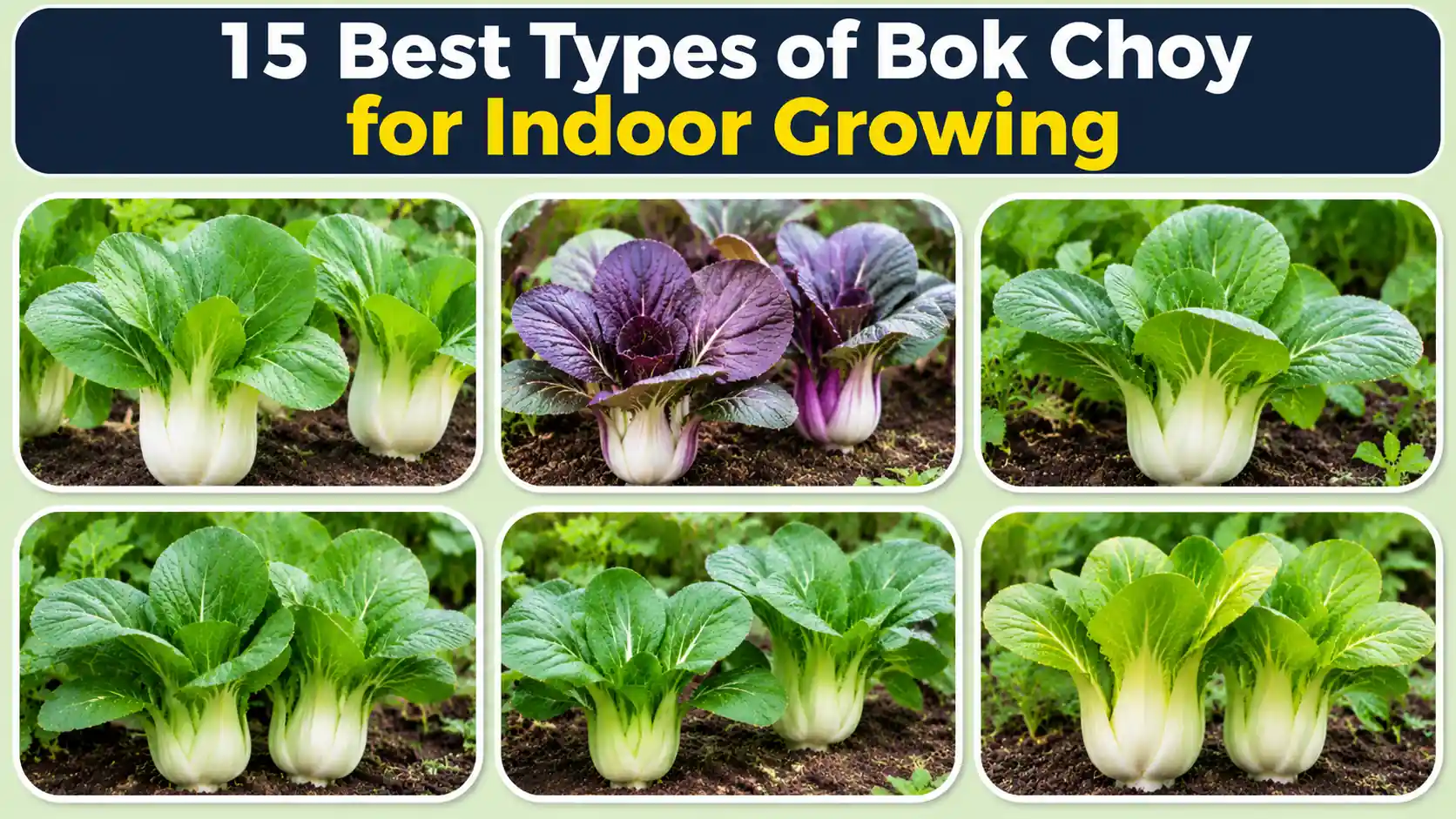 15 Best Types of Bok Choy for Indoor Growing