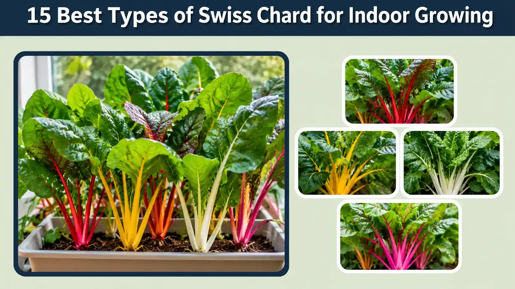 15 Best Types of Swiss Chard for Indoor Growing at Home