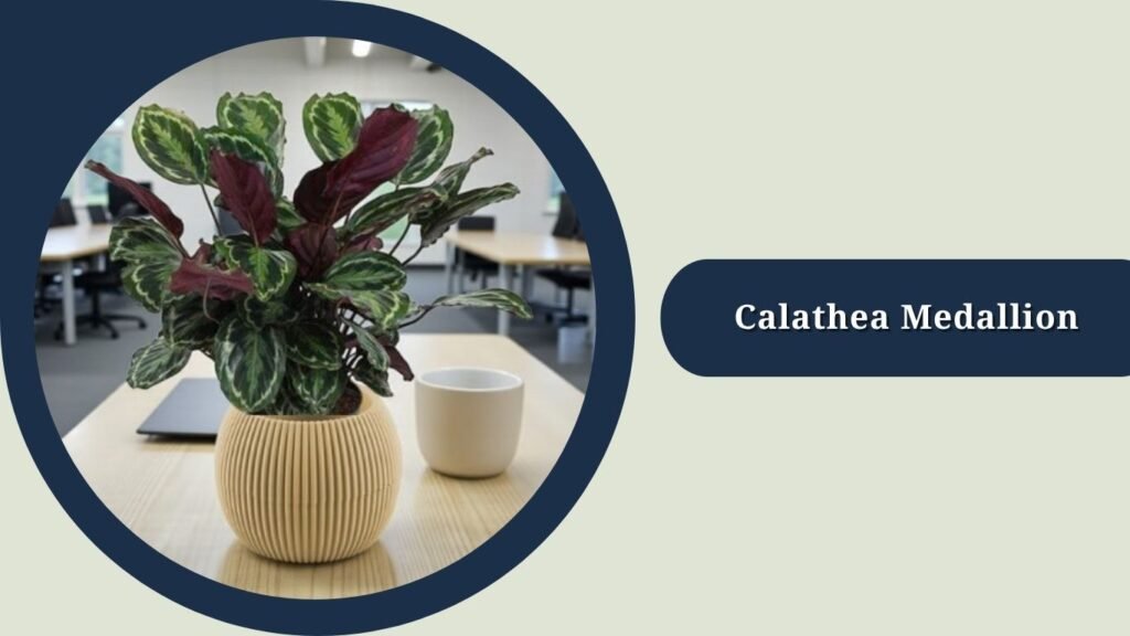 Calathea Medallion (Goeppertia roseopicta 'Medallion')