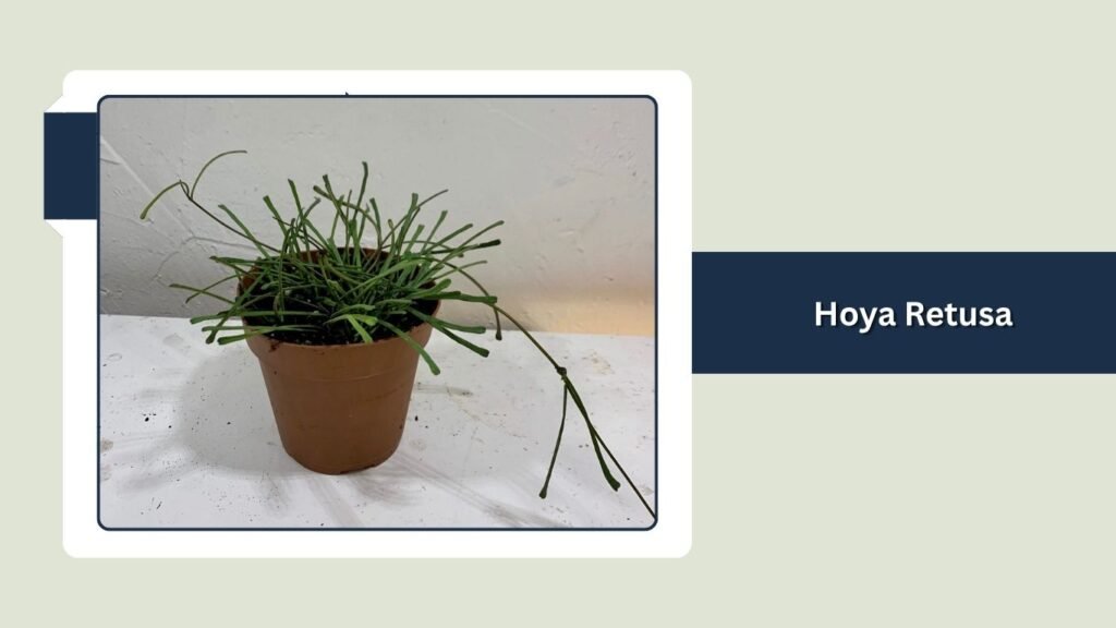 Hoya Retusa (Hoya retusa)