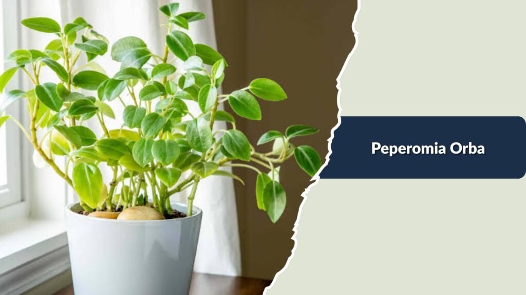 Peperomia Orba (Peperomia orba)