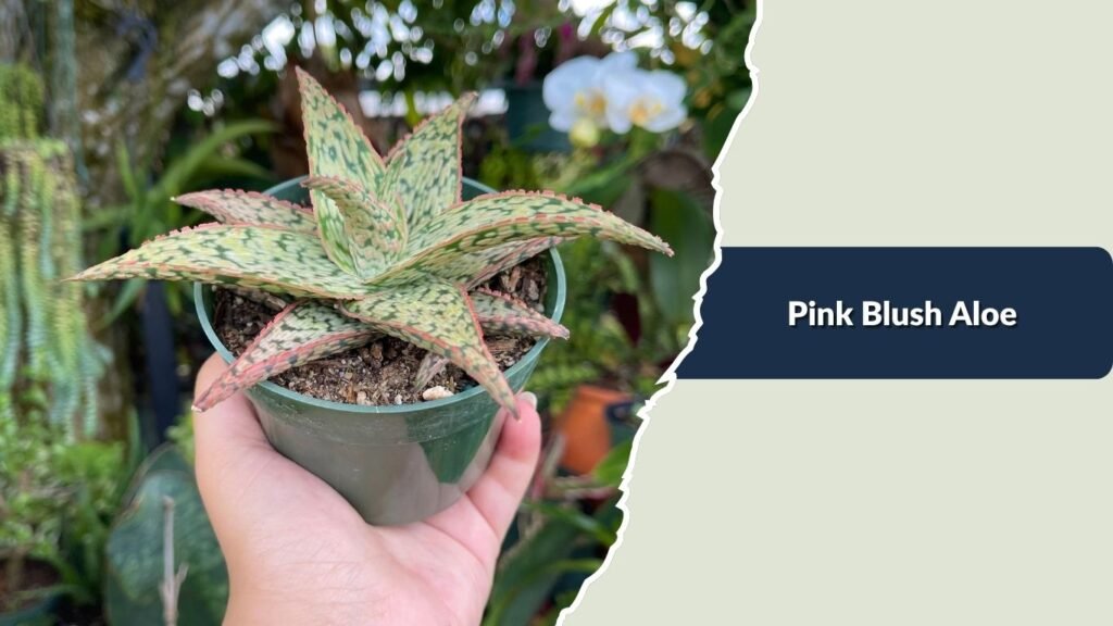 Pink Blush Aloe