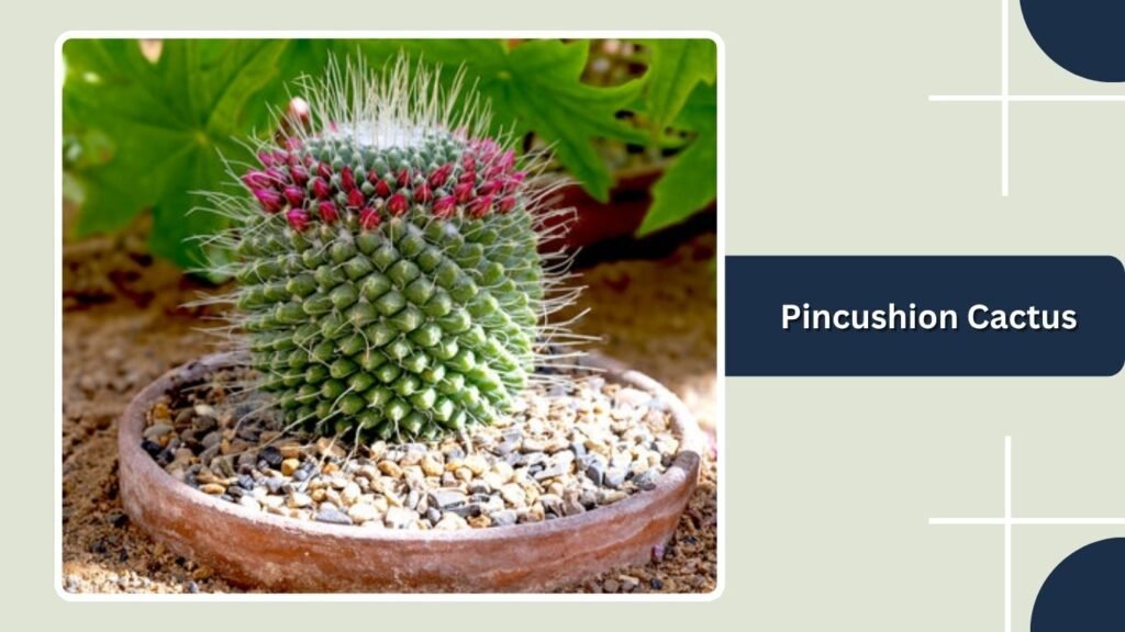 Pincushion Cactus