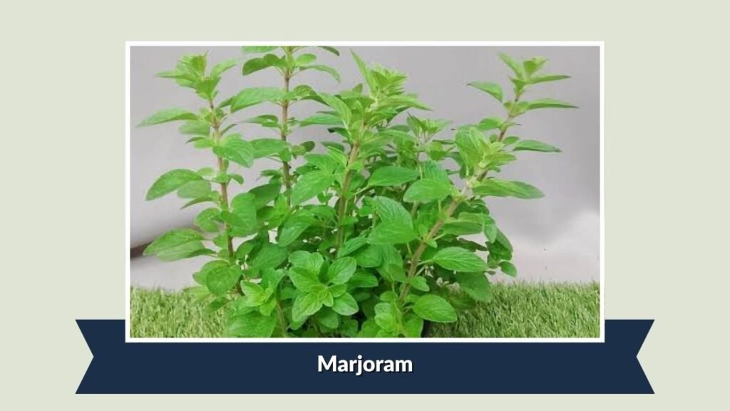 Marjoram