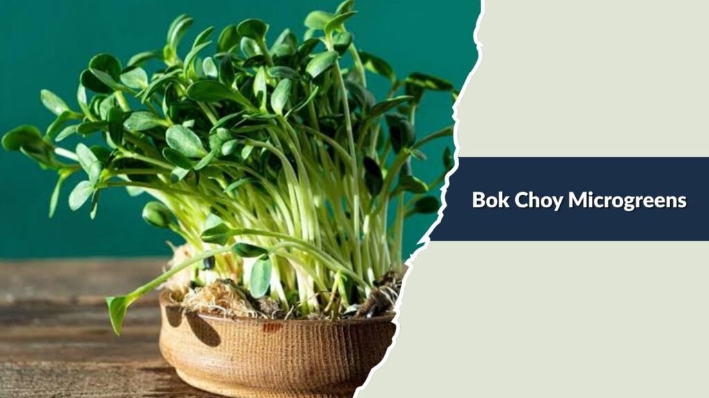 Bok Choy Microgreens