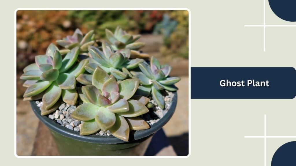 Ghost Plant