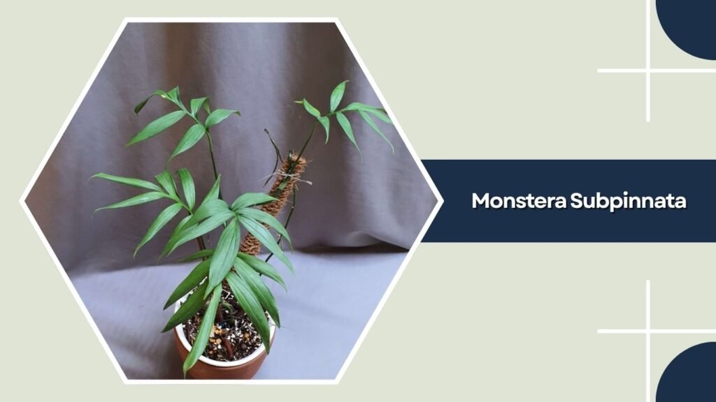 Monstera Subpinnata