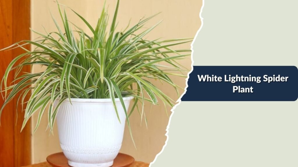 White Lightning Spider Plant (Chlorophytum comosum 'White Lightning')