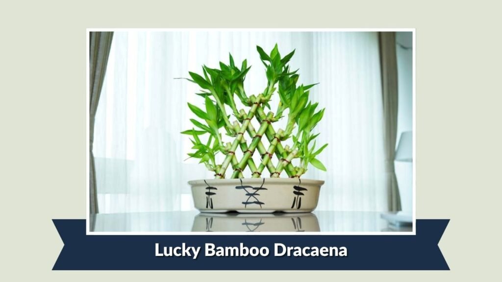 Lucky Bamboo Dracaena (Dracaena sanderiana)