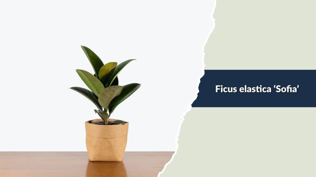  Ficus elastica ‘Sofia’ (Sofia Rubber Plant)