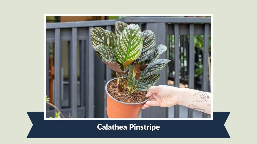 Calathea Pinstripe