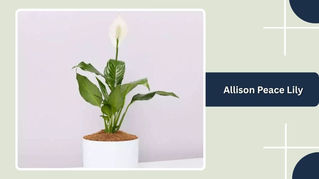 Allison Peace Lily (Spathiphyllum 'Allison')