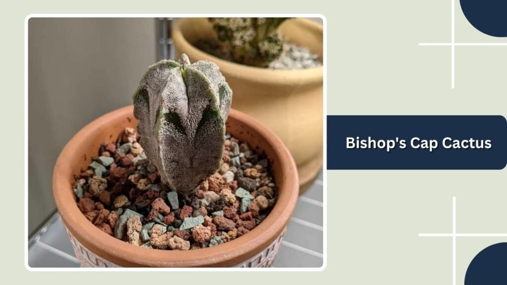 Bishop's Cap Cactus