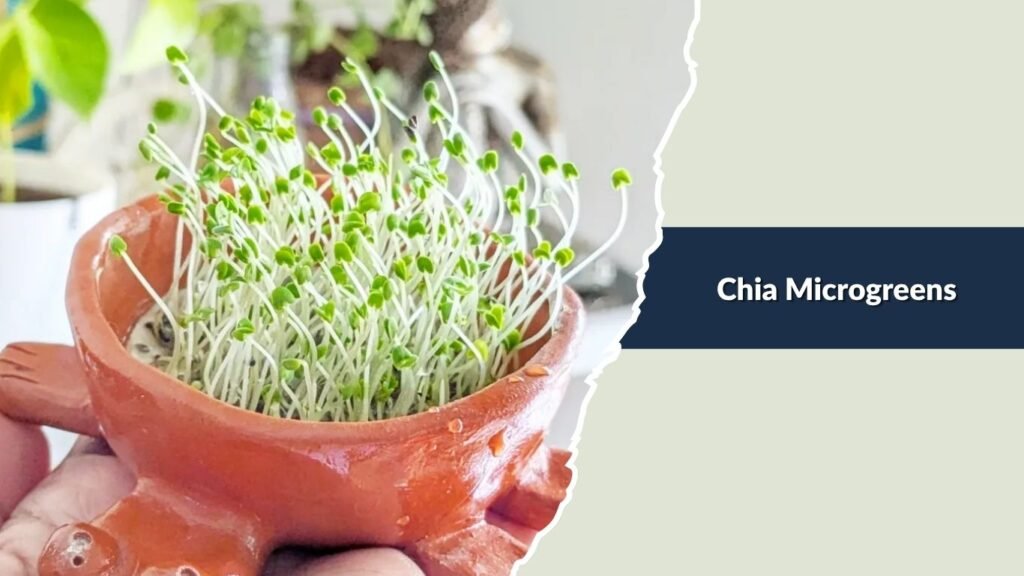 Chia Microgreens