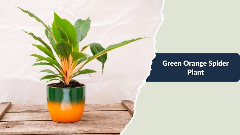 Green Orange Spider Plant (Chlorophytum orchidastrum)
