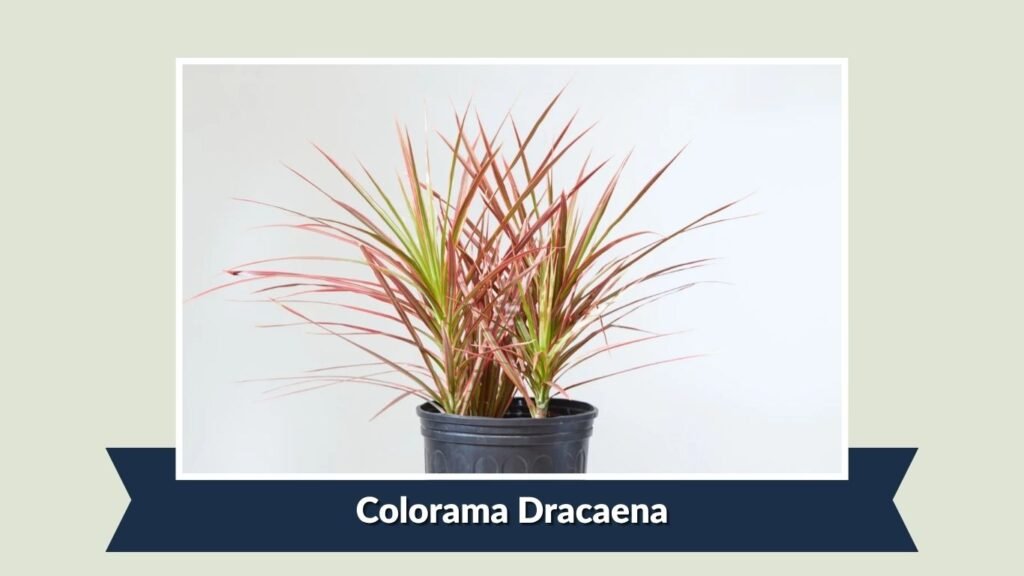 Colorama Dracaena (Dracaena marginata 'Colorama')