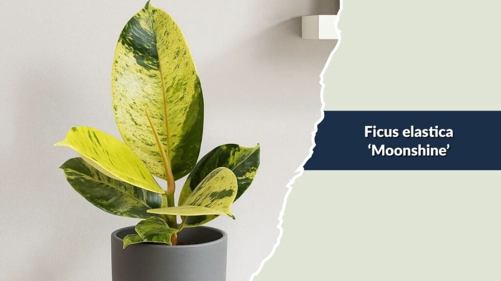 Ficus elastica ‘Moonshine’ (Moonshine Rubber Plant)