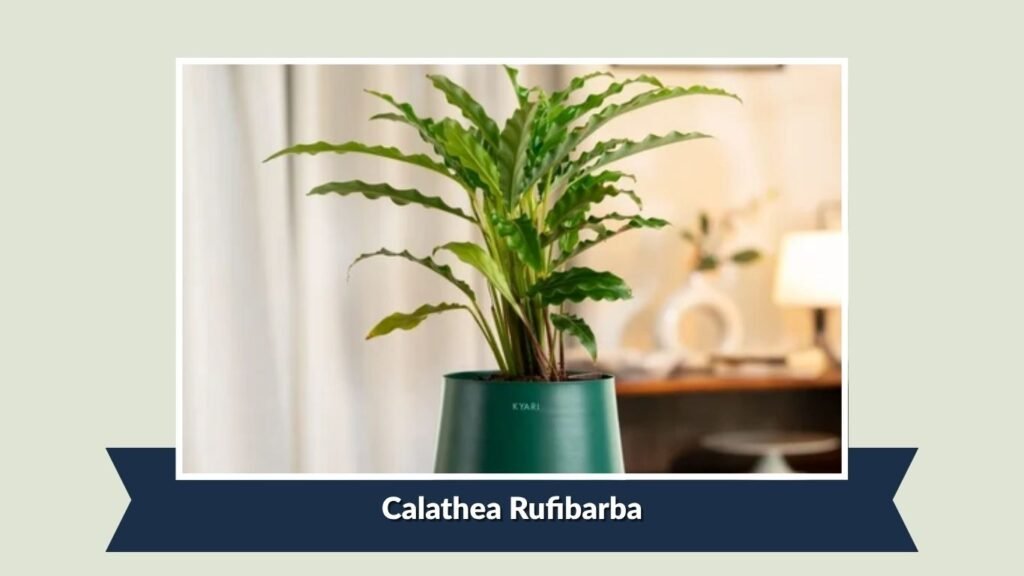 Calathea Rufibarba