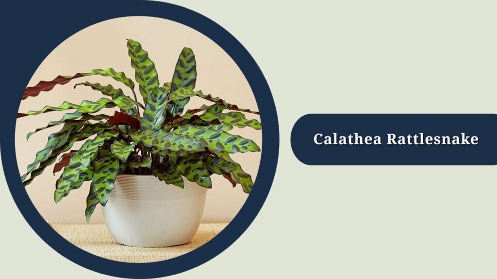 Calathea Rattlesnake (Goeppertia insignis)