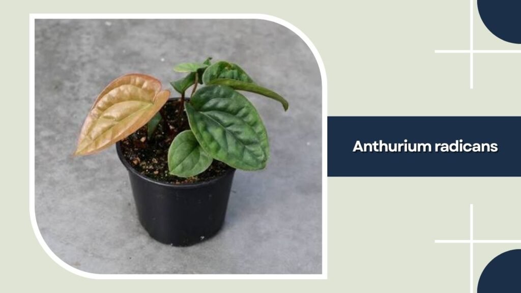Anthurium radicans