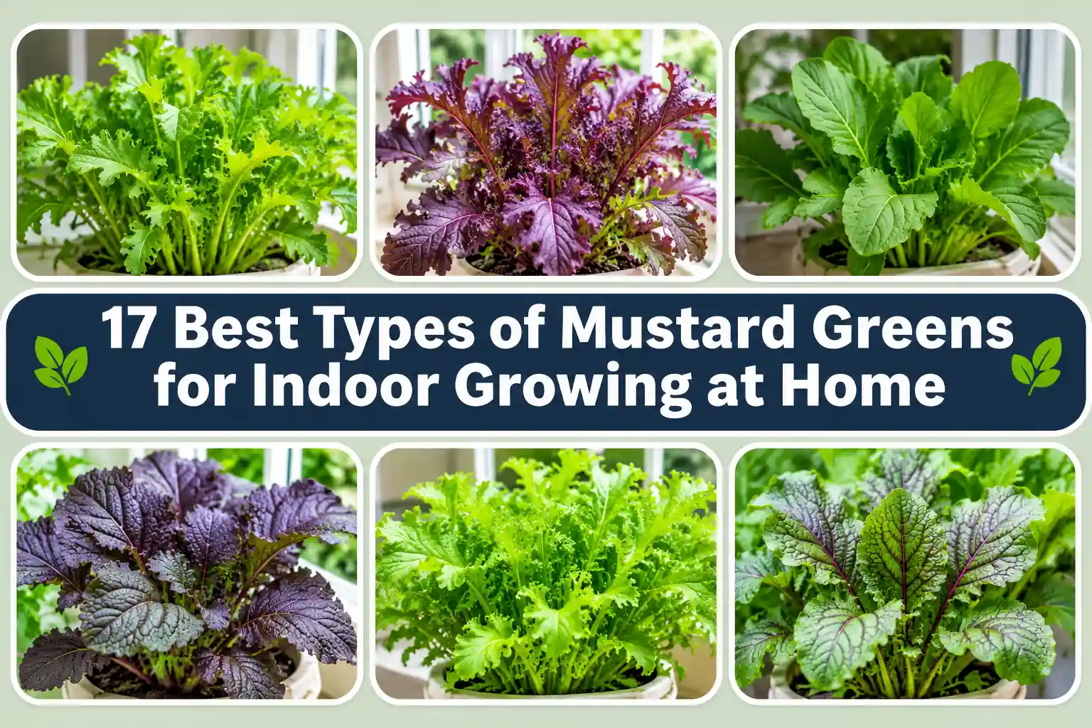 17 Best Types of Mustard Greens for Indoor Growing at Home