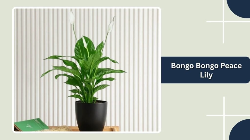 Bongo Bongo Peace Lily (Spathiphyllum 'Bongo Bongo')