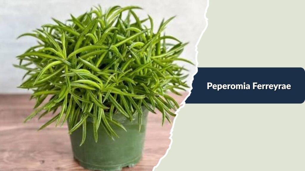  Peperomia Ferreyrae (Peperomia ferreyrae)