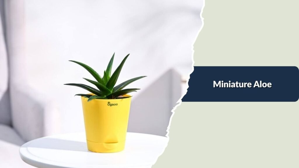  Miniature Aloe
