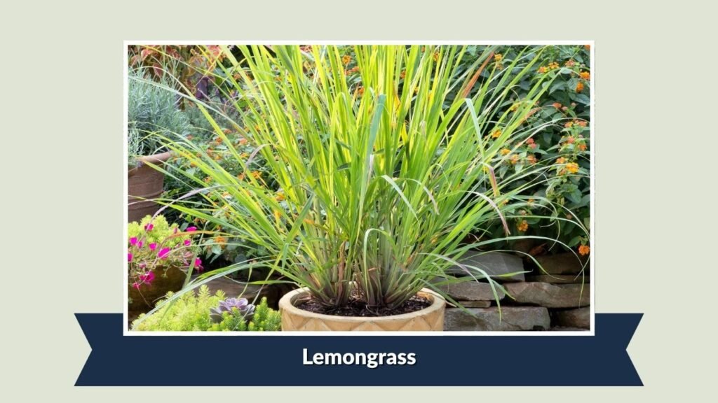  Lemongrass