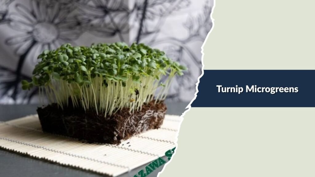 Turnip Microgreens