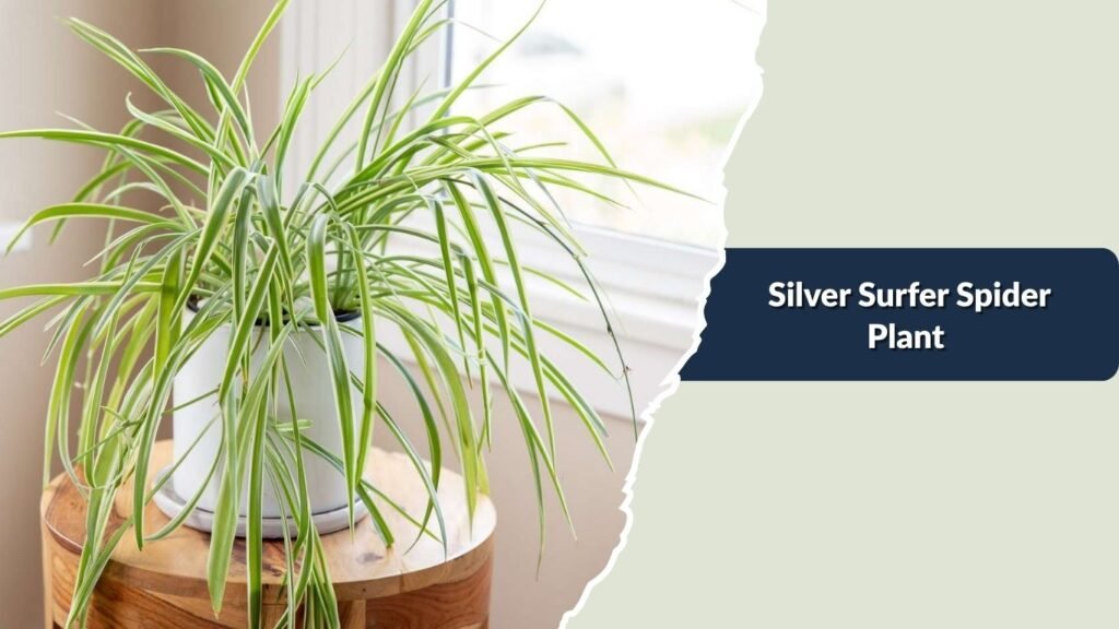  Silver Surfer Spider Plant (Chlorophytum comosum 'Silver Surfer')