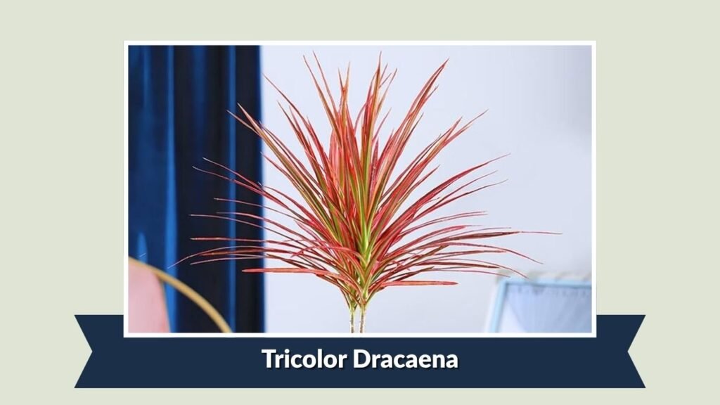 Tricolor Dracaena (Dracaena marginata 'Tricolor')