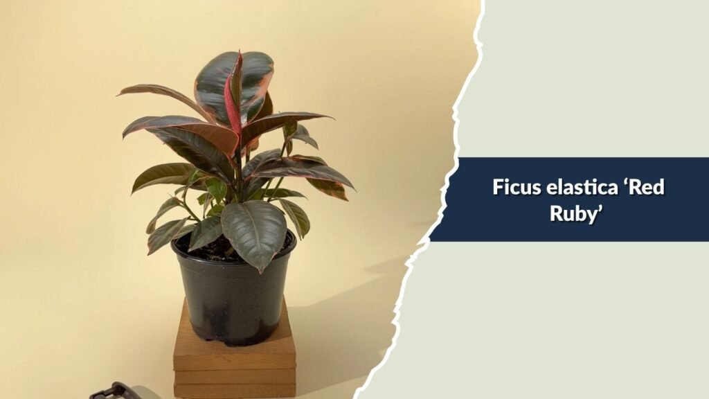 Ficus elastica ‘Red Ruby’ (Red Ruby Rubber Plant)