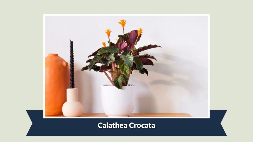Calathea Crocata