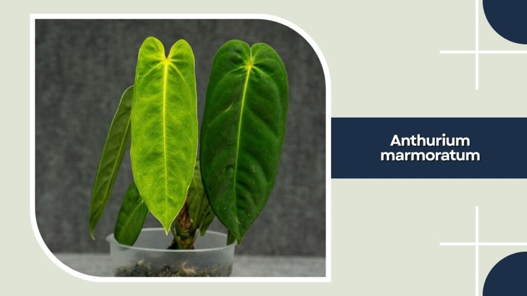 Anthurium marmoratum