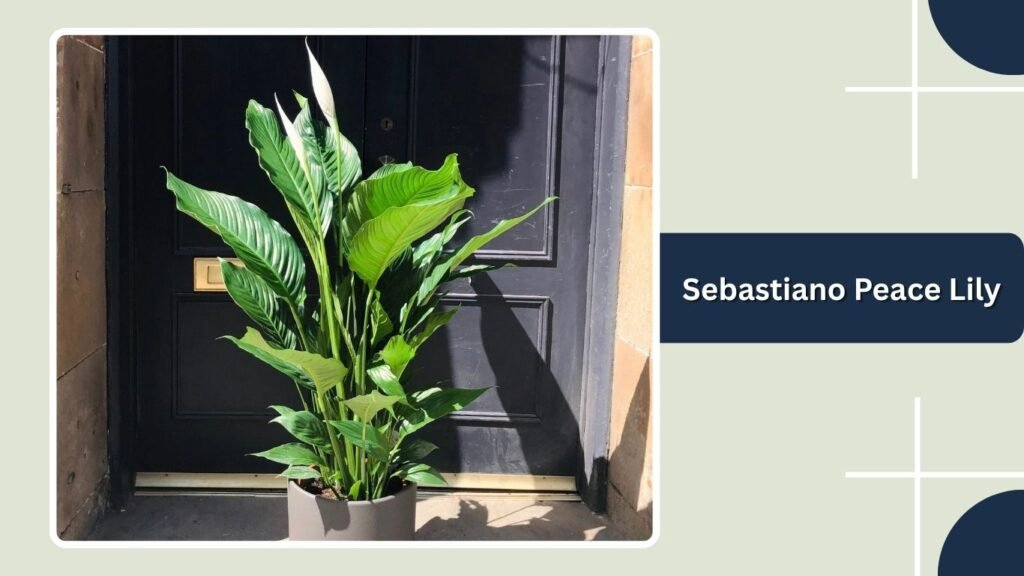 Sebastiano Peace Lily (Spathiphyllum 'Sebastiano')