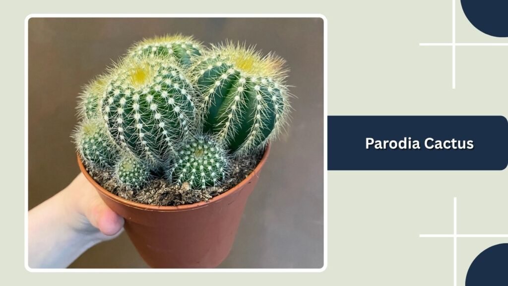  Parodia Cactus