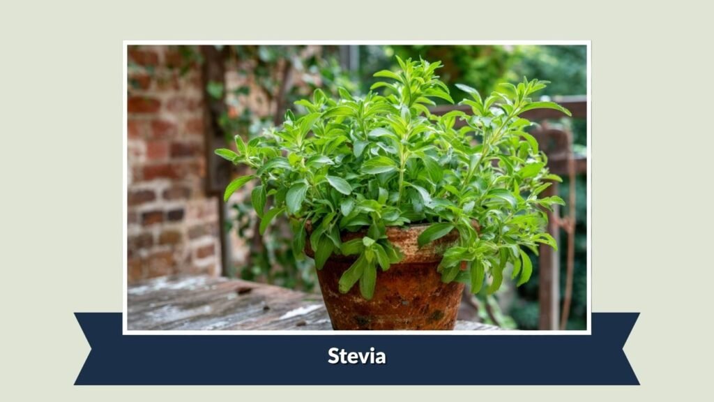  Stevia