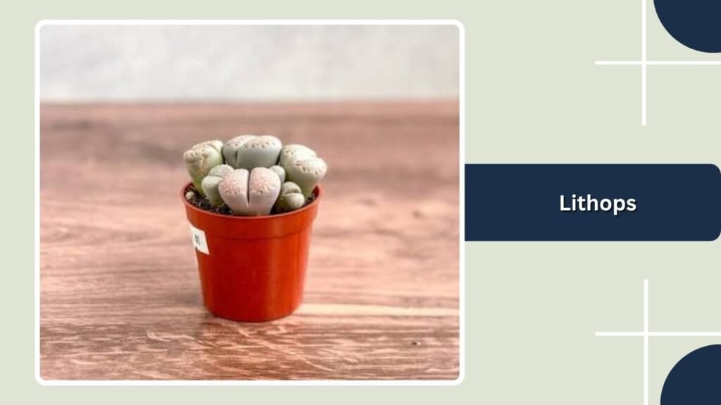 Lithops